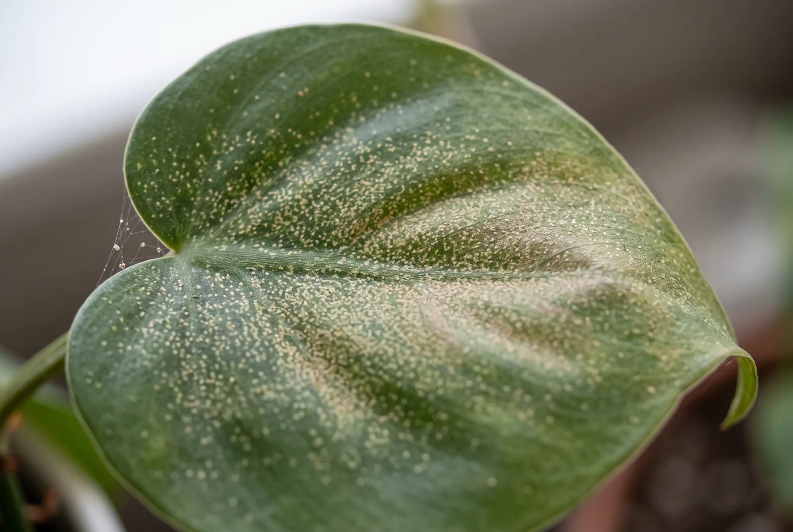 Fine pale speckling across a houseplant leaf, the early damage from spider mites, with fine webbing at the edge