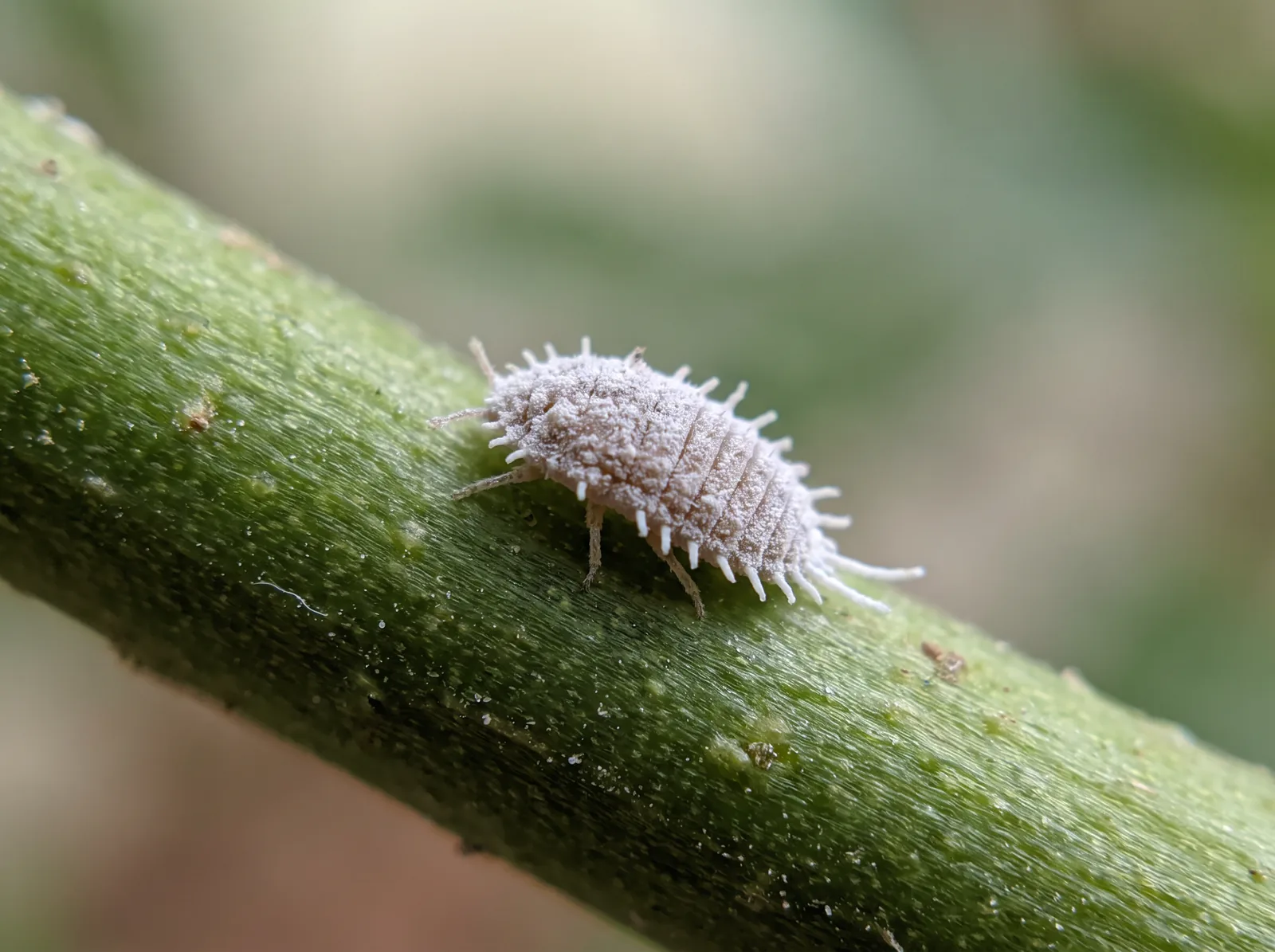 A single mealybug on a green stem, a soft oval insect coated in white wax