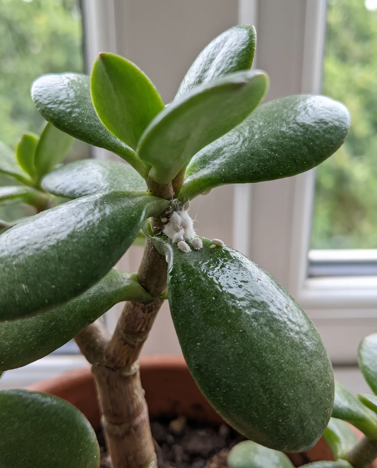 A small tuft of white mealybugs in the leaf joint of a jade plant on a windowsill