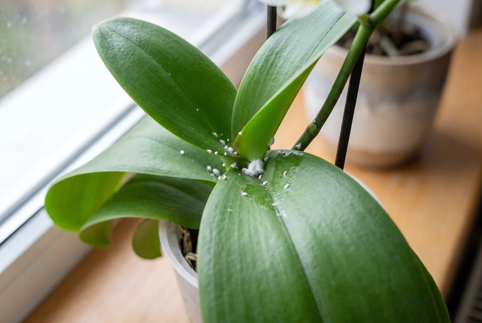 Tiny white mealybugs at the base of a moth orchid's leaves, with a sticky sheen on the leaf below