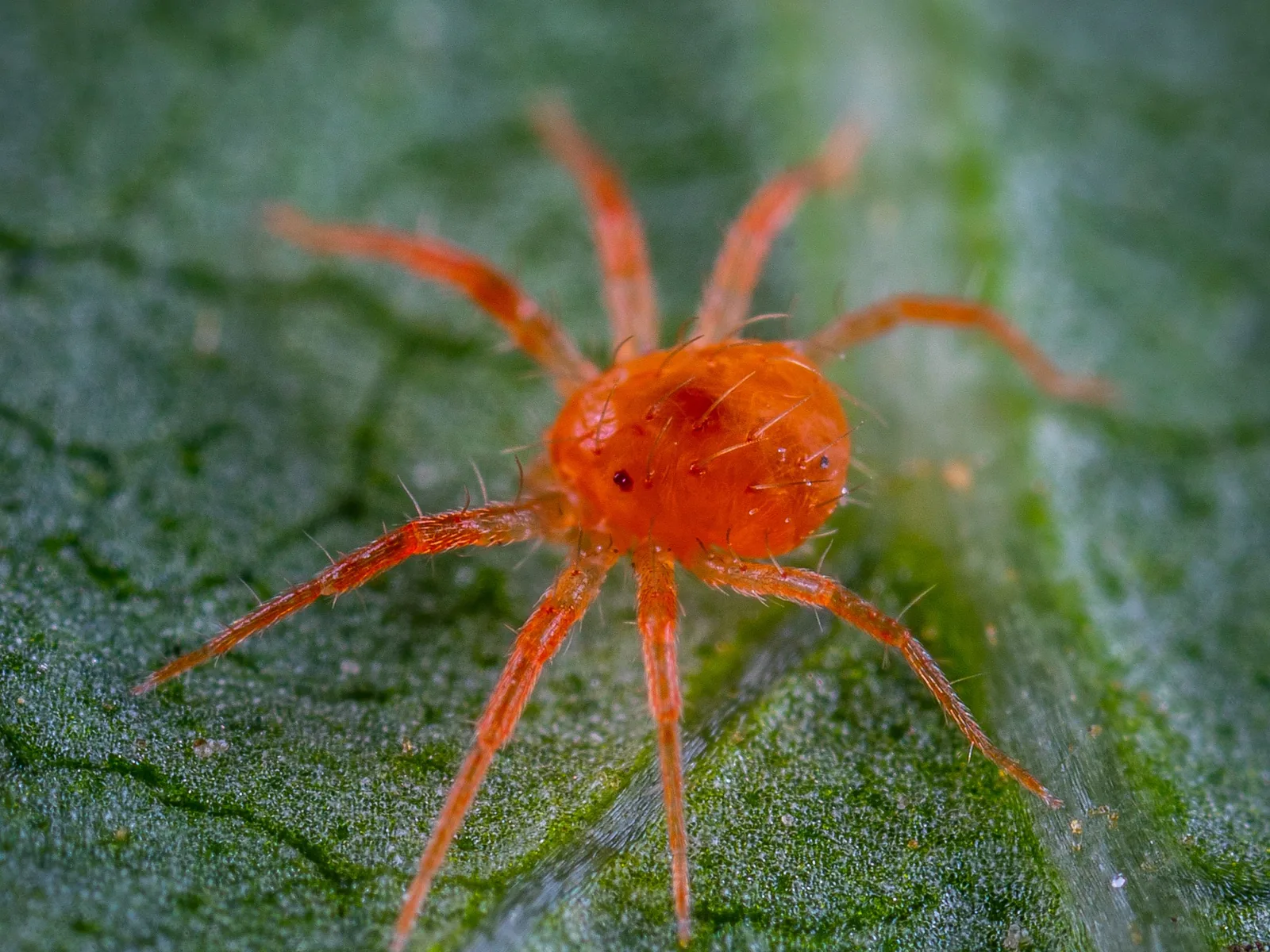 A red spider mite on a leaf, magnified