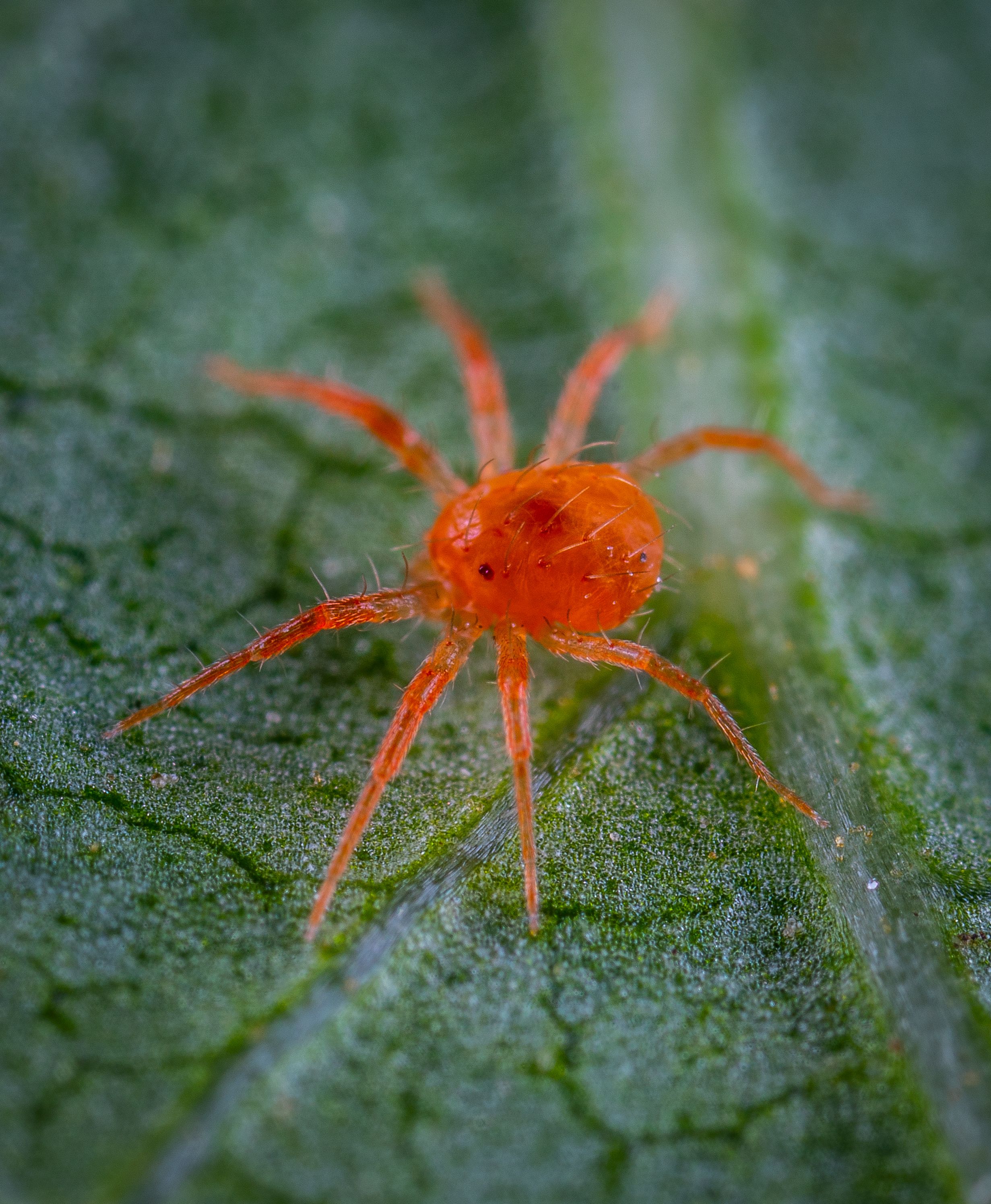 A spider mite on a leaf, magnified