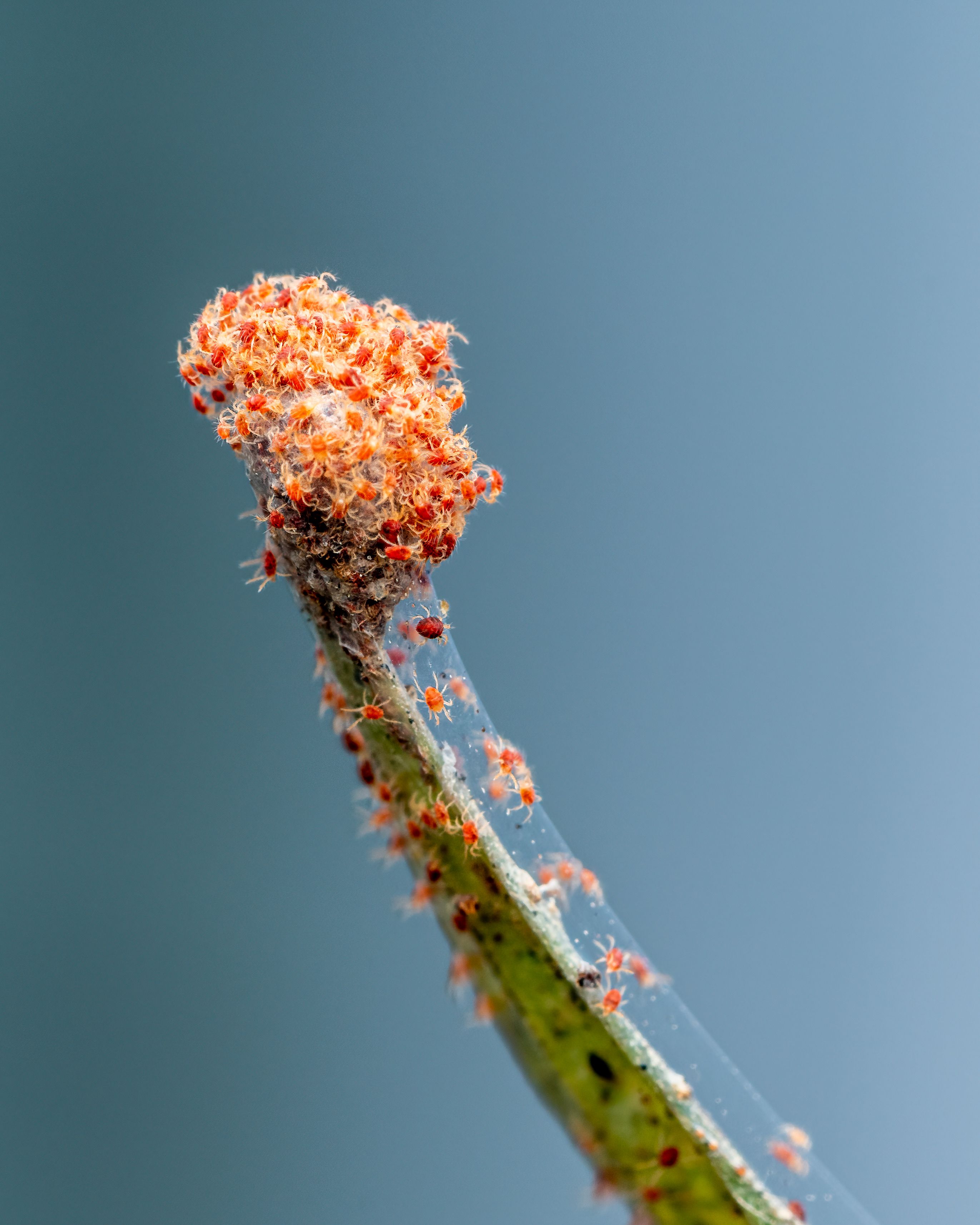 A spider mite colony with webbing and eggs strung along a stem