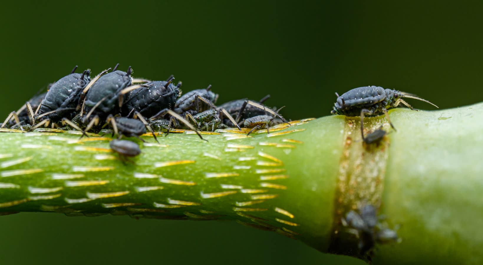 Blackfly