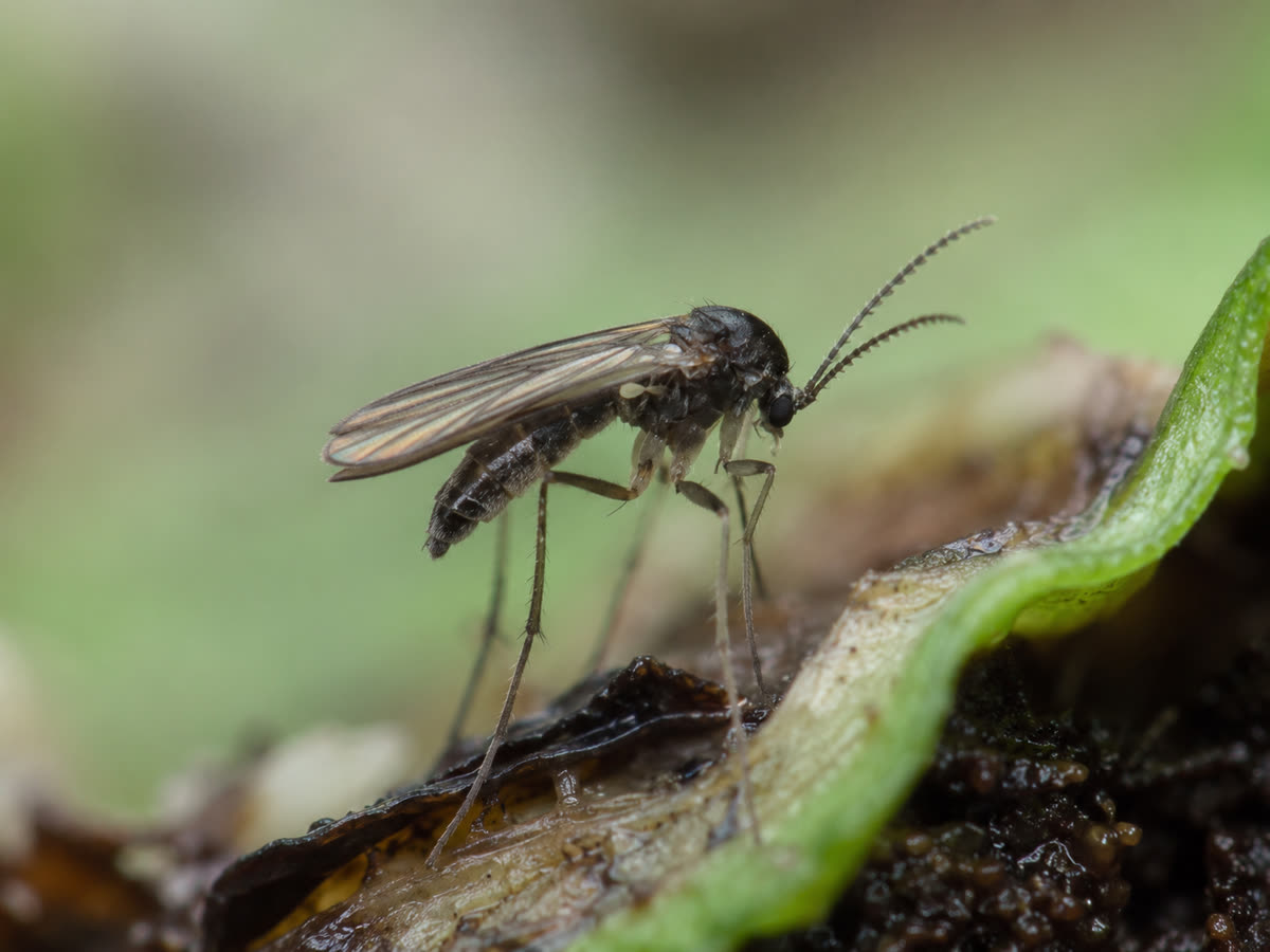 Fungus gnats