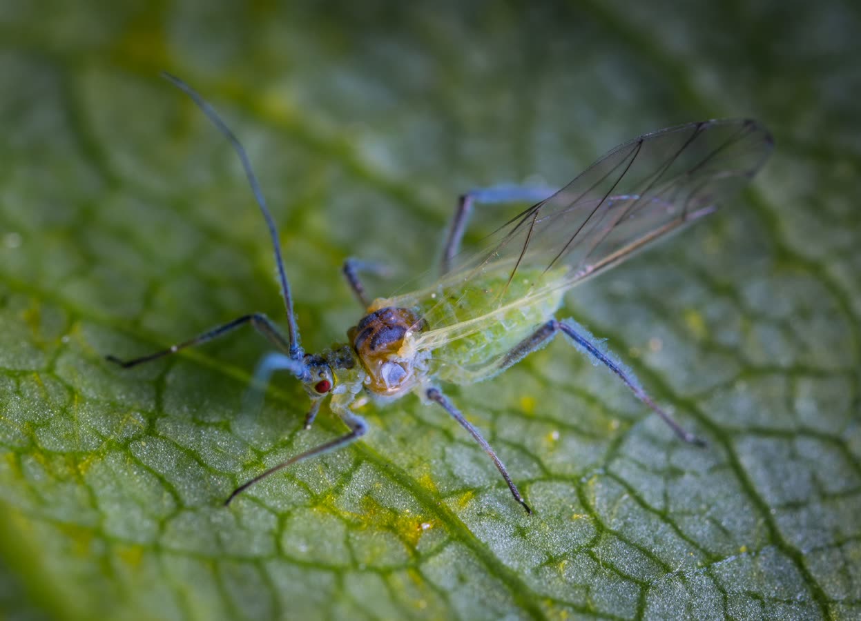 Greenfly