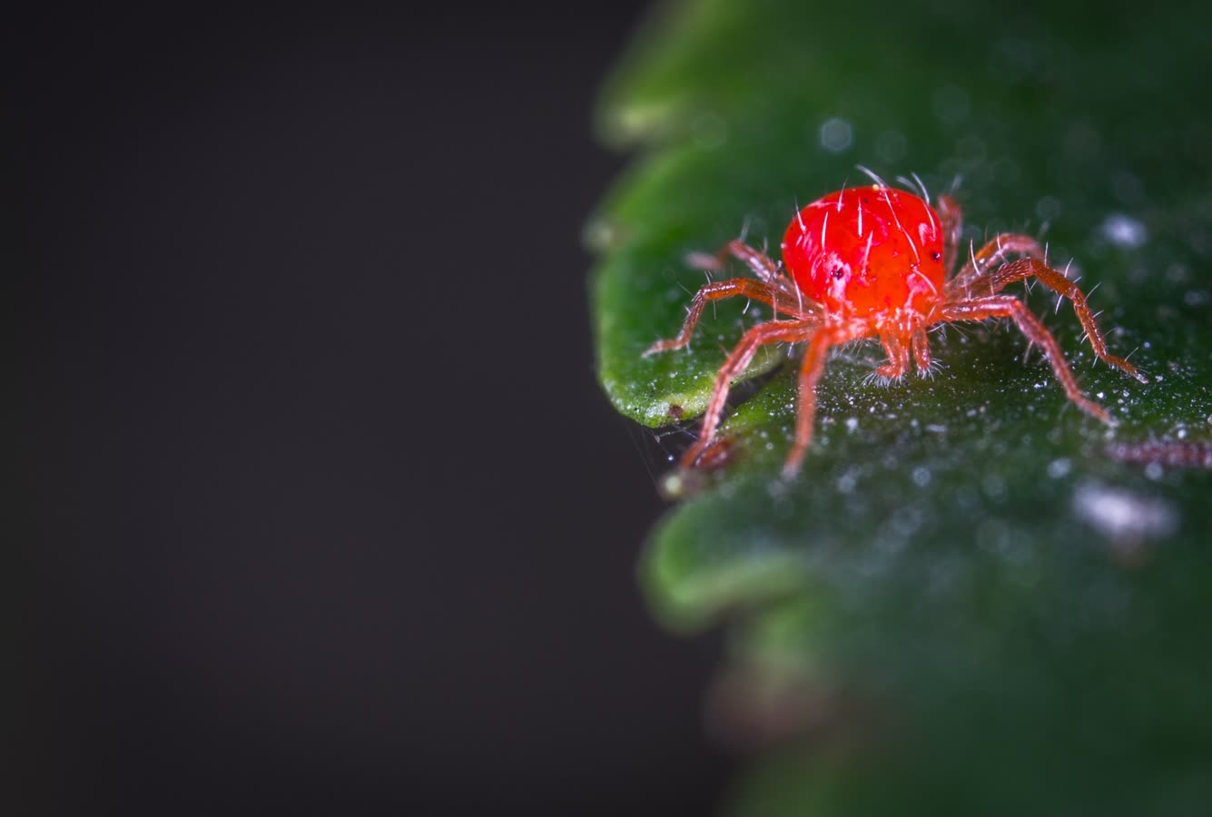 Spider mites