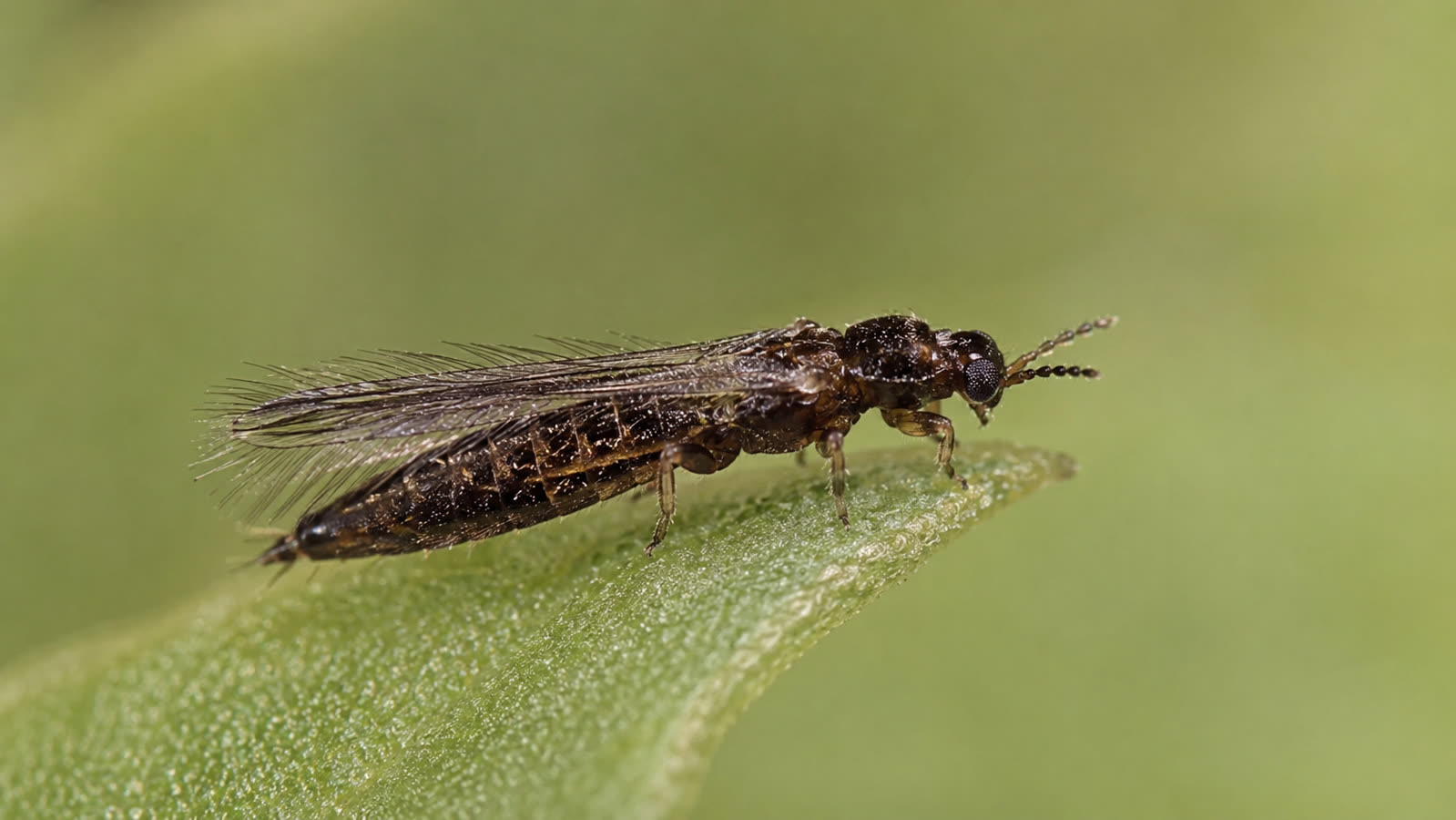 Thunderfly