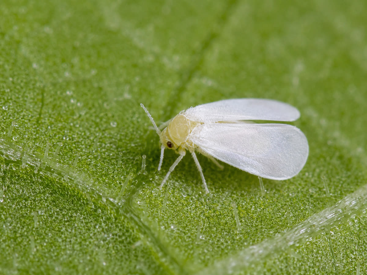 Whitefly