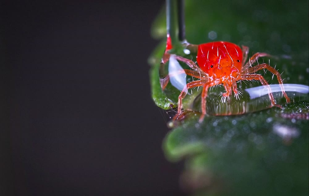 SMC's film sealing a spider mite's breathing pores